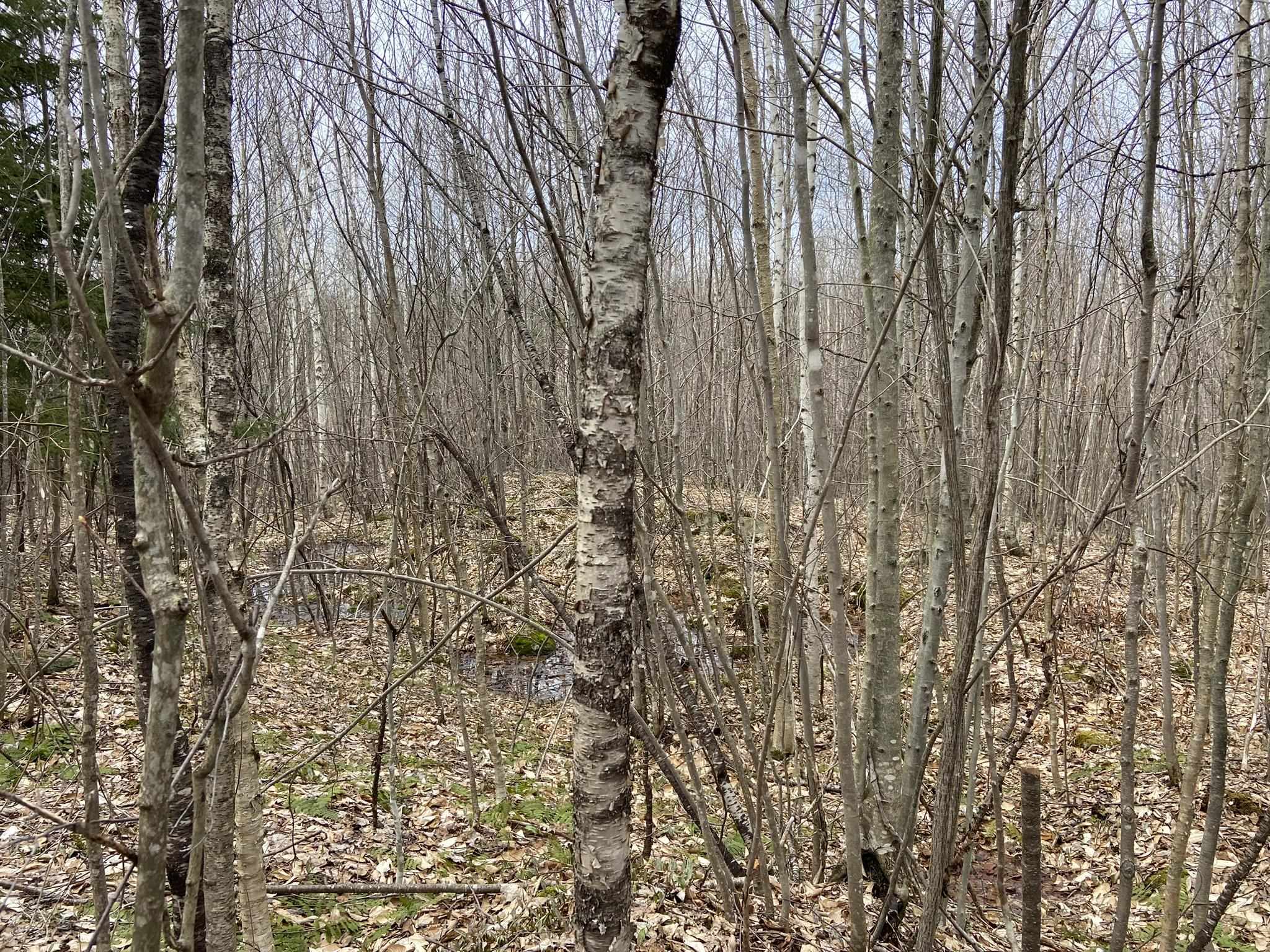 0 Leclair Road Concord, VT 05824 - Photo 5 of 30