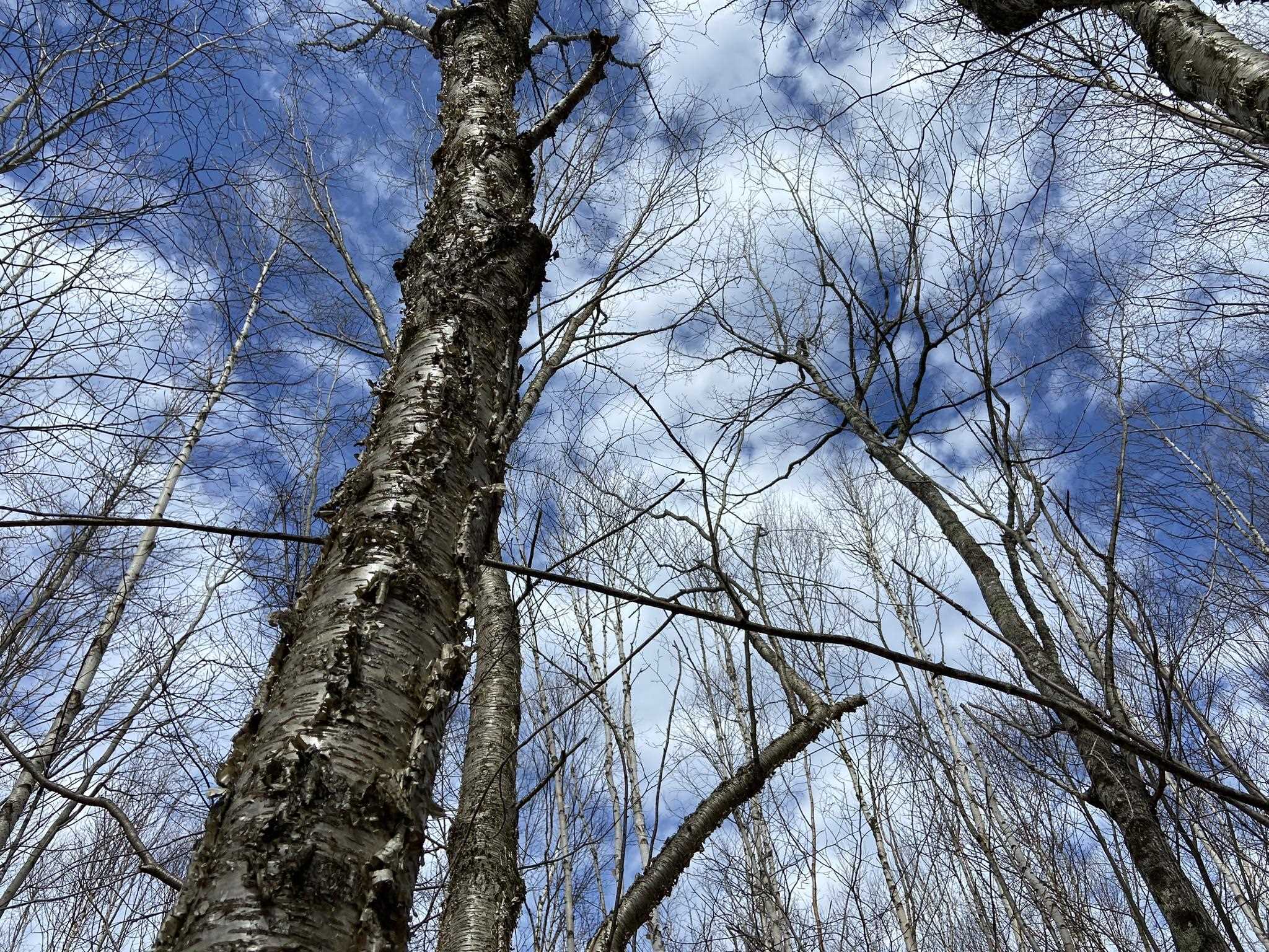 0 Leclair Road Concord, VT 05824 - Photo 7 of 30