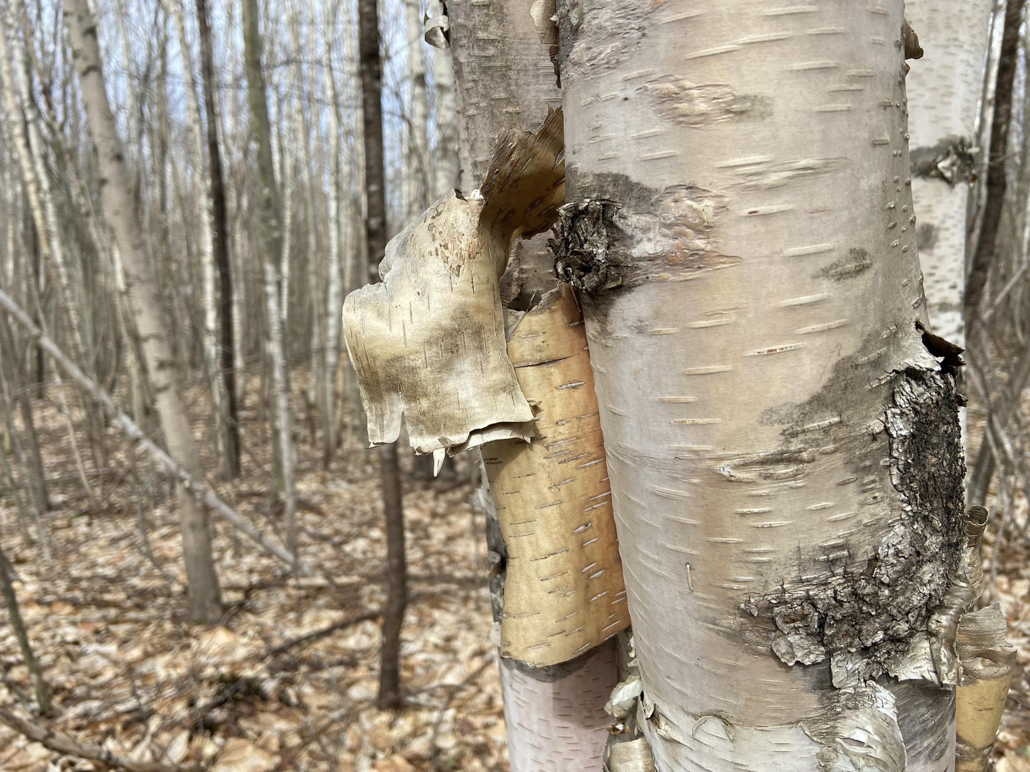 0 Leclair Road Concord, VT 05824 - Photo 8 of 30