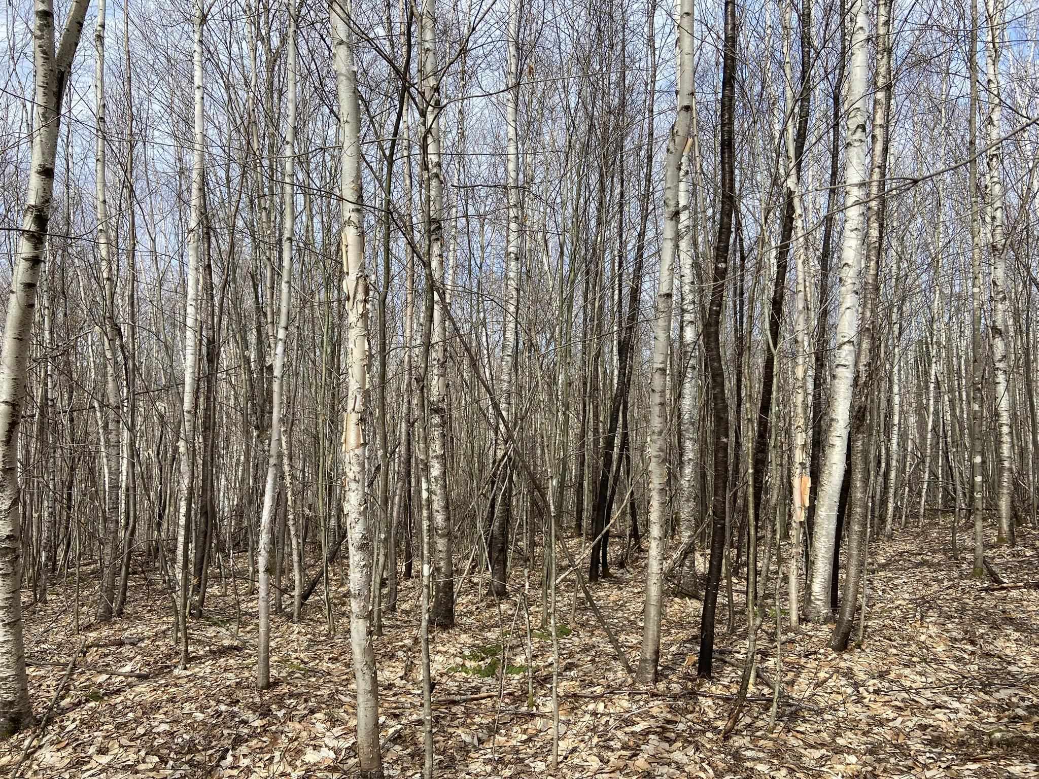 0 Leclair Road Concord, VT 05824 - Photo 9 of 30