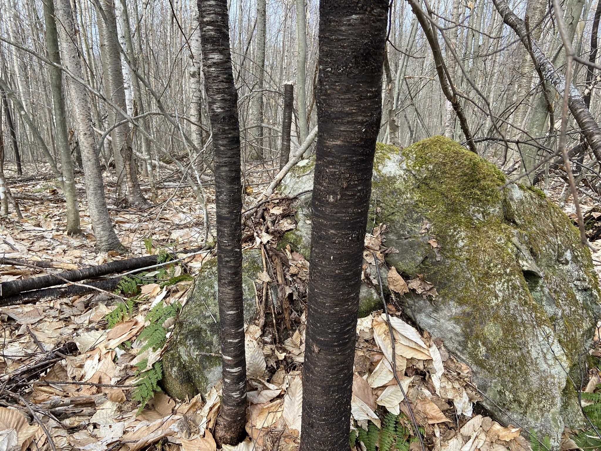 0 Leclair Road Concord, VT 05824 - Photo 10 of 30