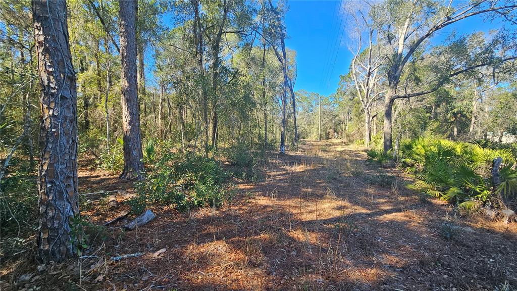 43734 West Lane Paisley, FL 32767 - Photo 21 of 38 a view of backyard