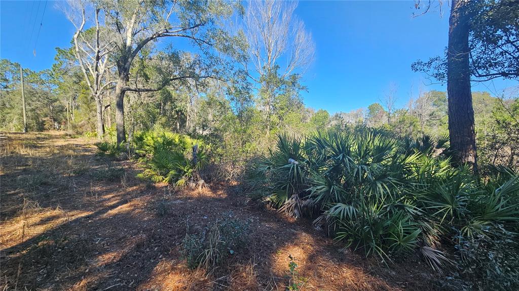 43734 West Lane Paisley, FL 32767 - Photo 22 of 38 a view of a yard with a tree