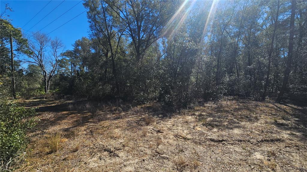 43734 West Lane Paisley, FL 32767 - Photo 24 of 38 a view of a yard with trees