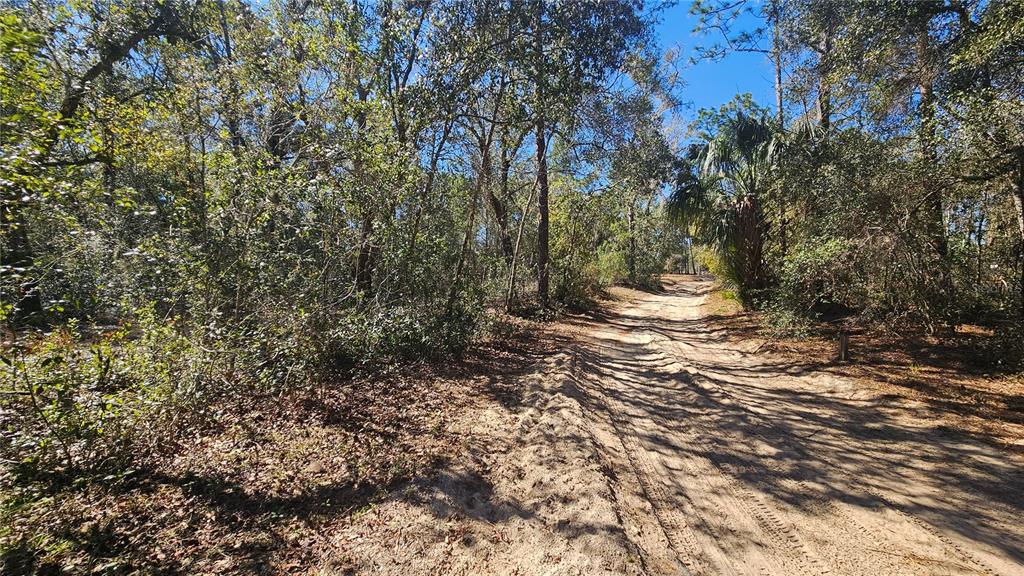 43734 West Lane Paisley, FL 32767 - Photo 25 of 38 a view of a forest with trees