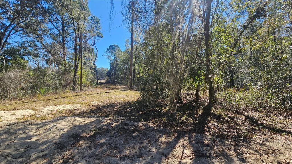 43734 West Lane Paisley, FL 32767 - Photo 26 of 38 a view of yard covered with trees