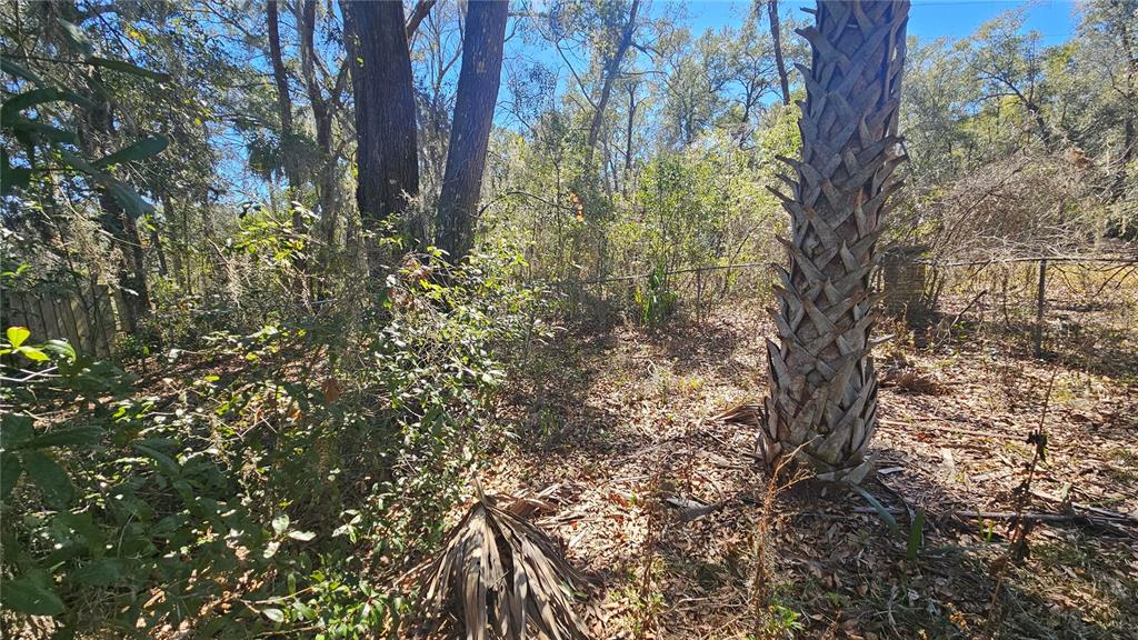 43734 West Lane Paisley, FL 32767 - Photo 33 of 38 a view of forest