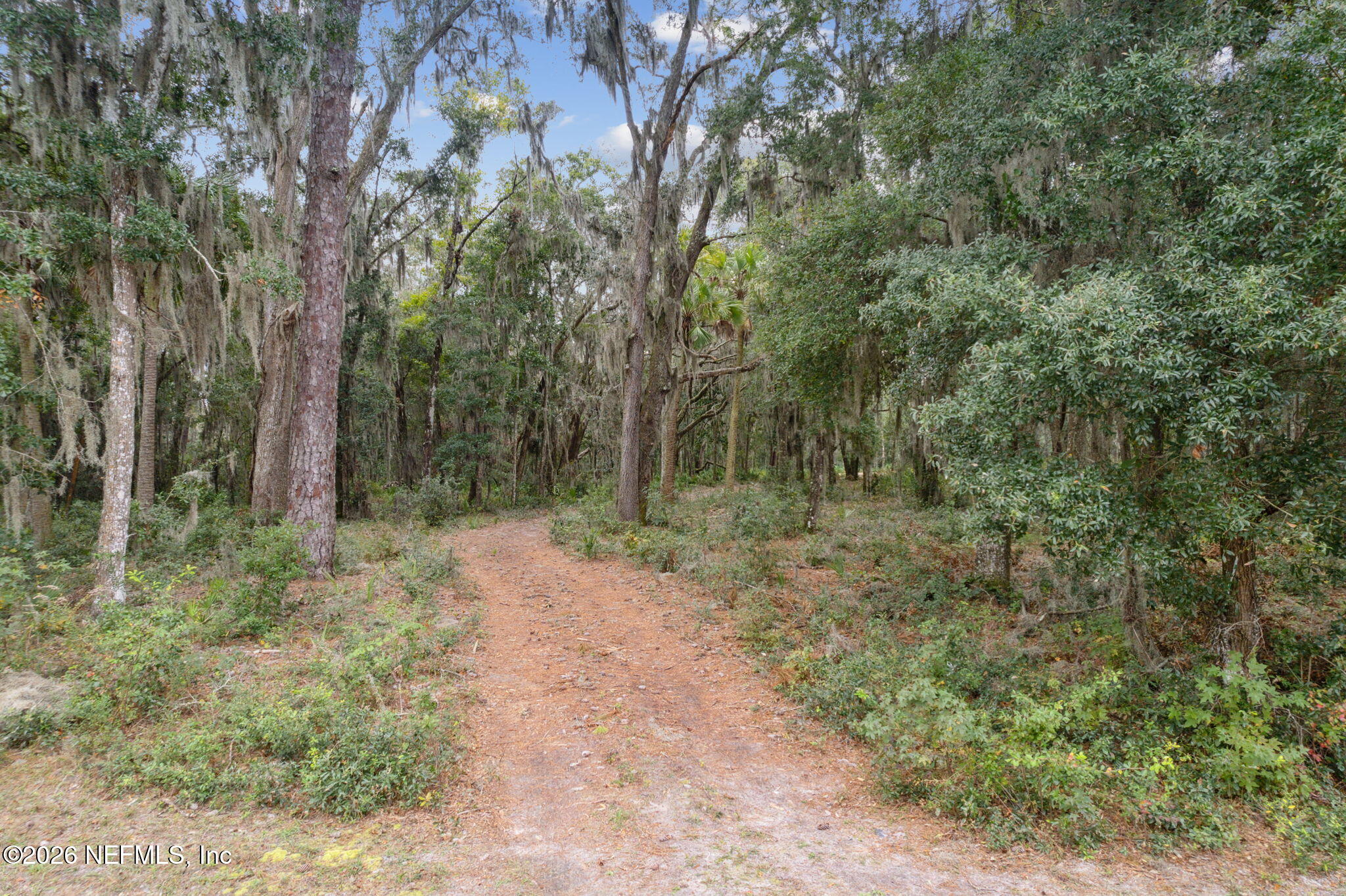 a view of a forest with trees in the background