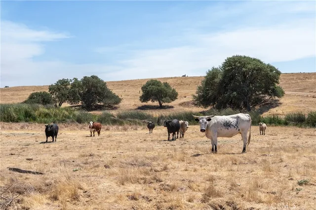 a view of a dry yard with trees