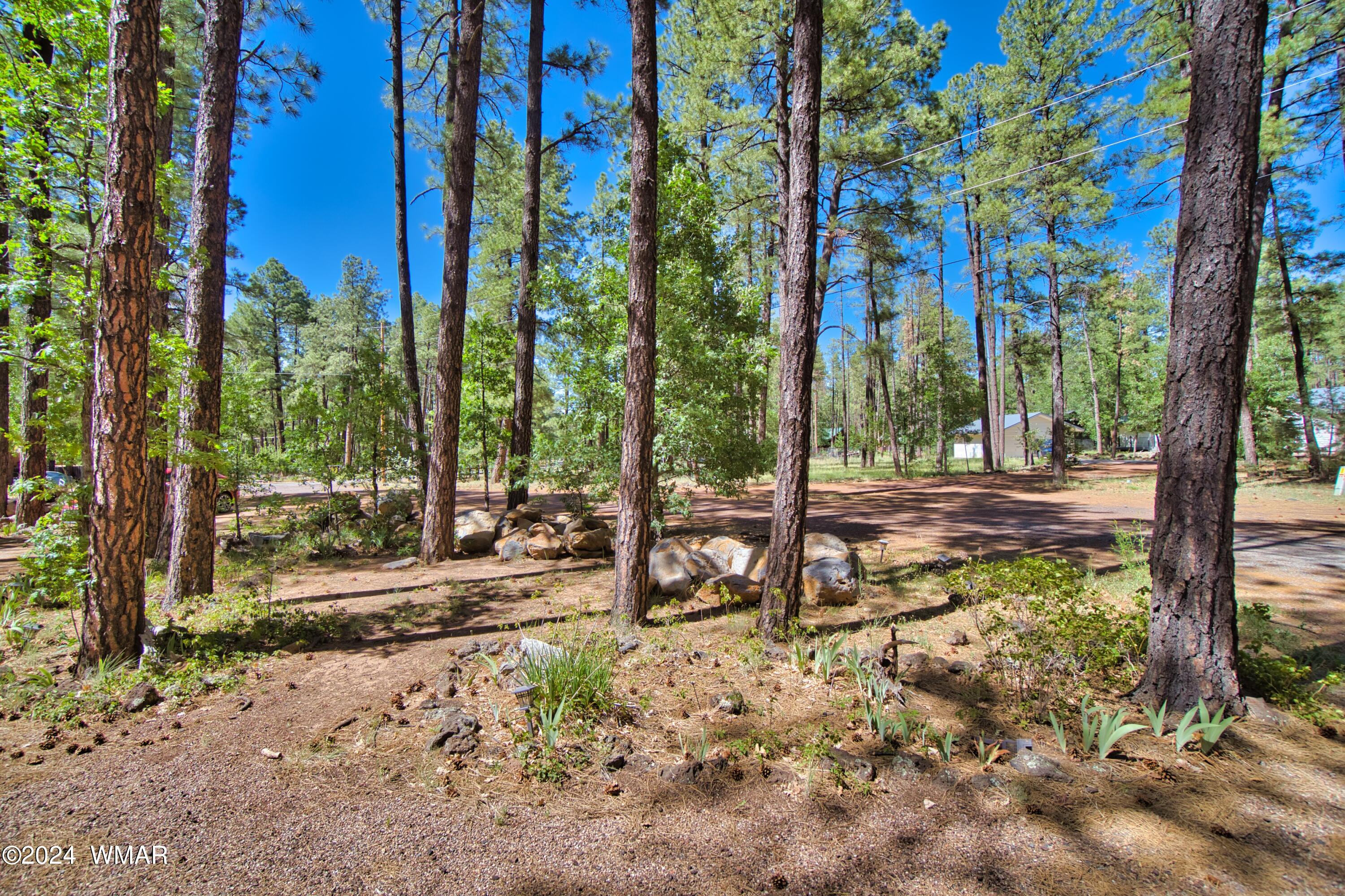 625 East Nora Place Pinetop, AZ 85935 - Photo 6 of 35 a view of a tree in a yard
