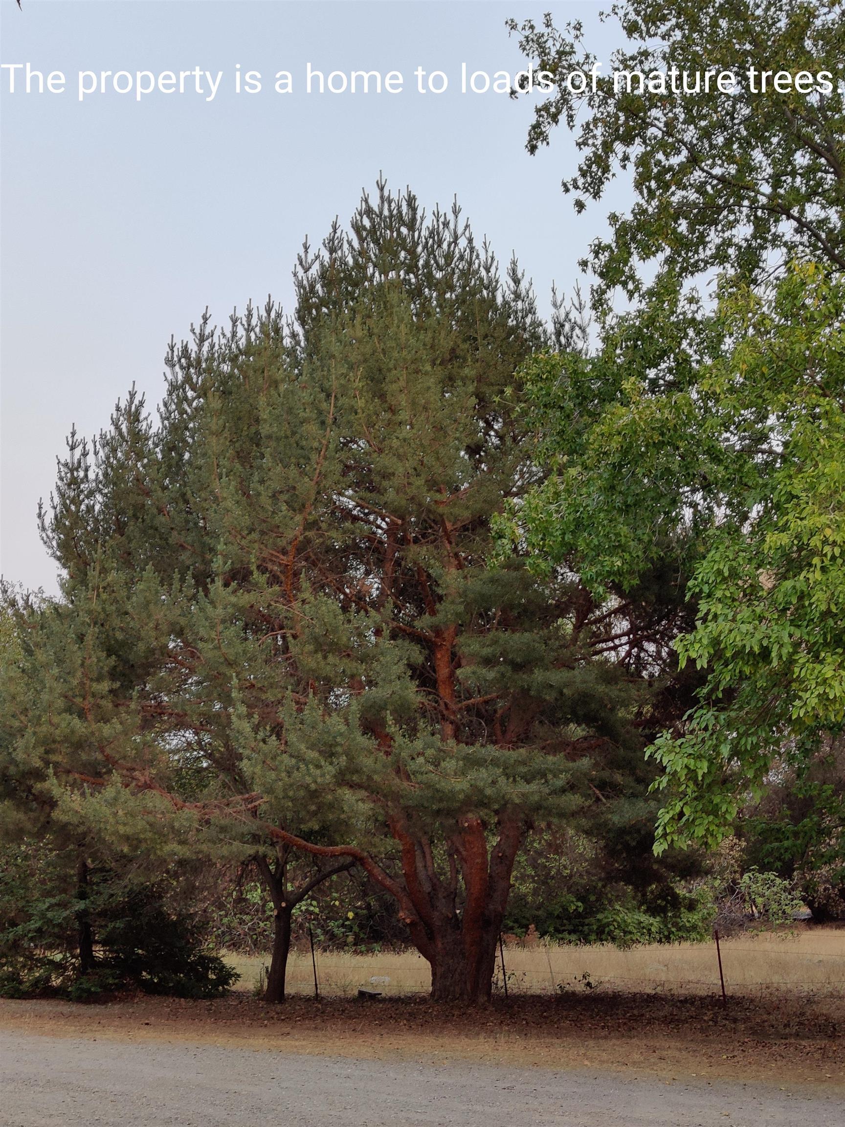 12455 Wilder Road Red Bluff, CA 96080 - Photo 70 of 73 a car parked in front of a road with trees