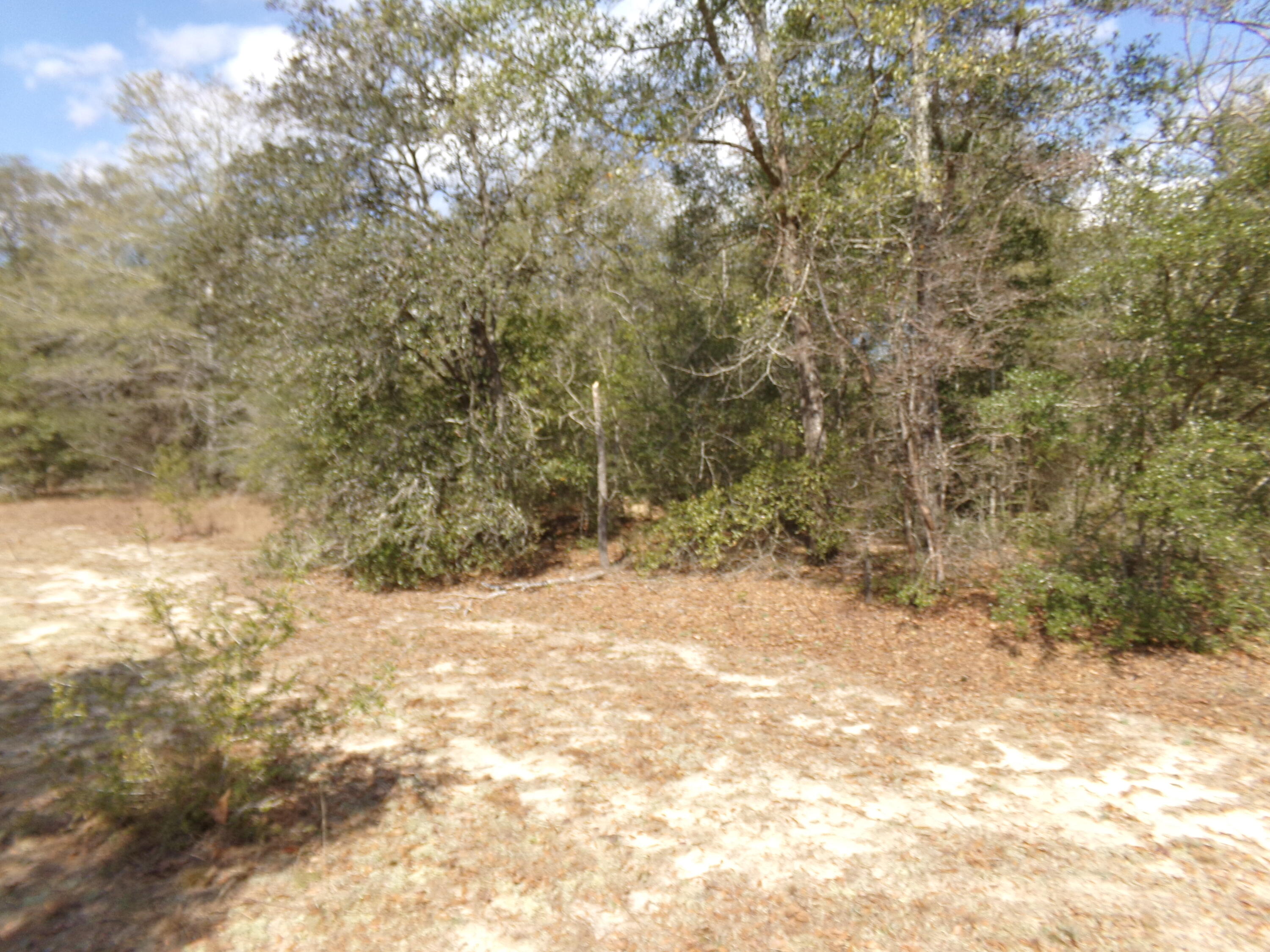 4071 Painter Branch Road Crestview, FL 32539 - Photo 38 of 64 a view of a yard with a tree