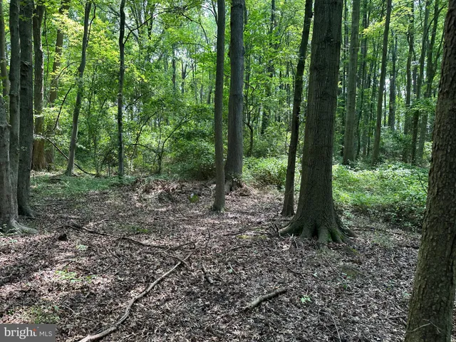 a view of a forest with trees in the background