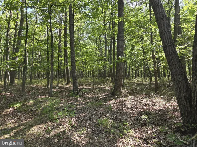 a big yard with lots of green space and trees