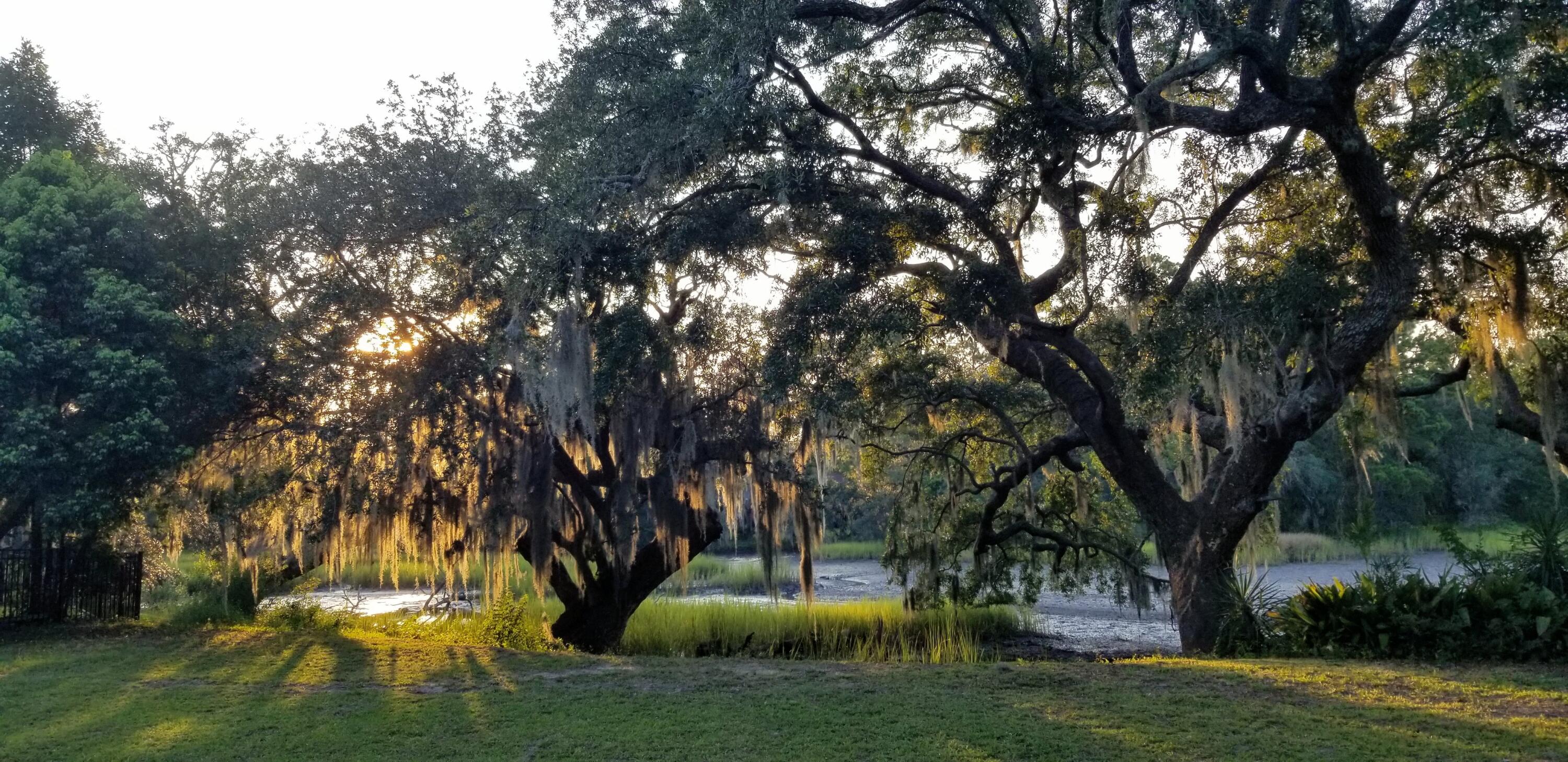 52 Chadwick Drive Charleston, SC 29407 - Photo 5 of 13 Magnificant Live Oaks