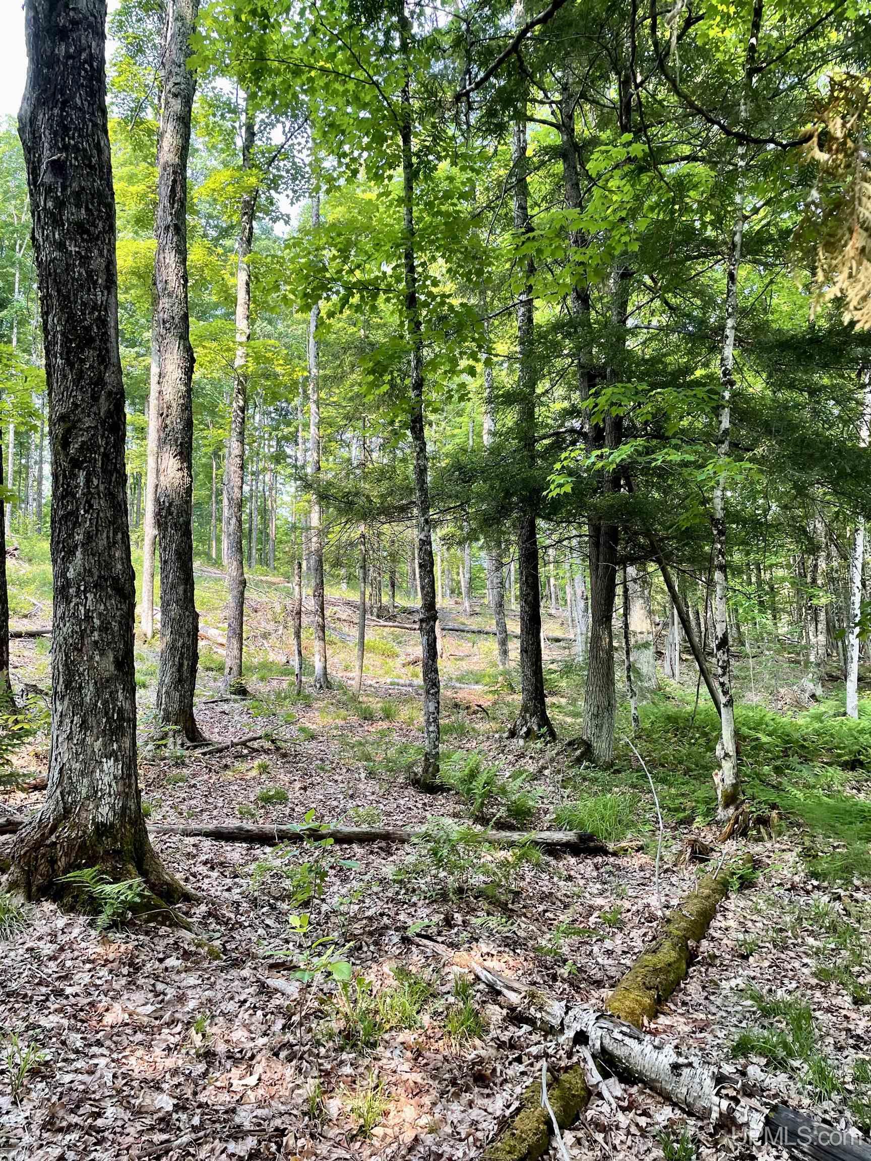 Nine Rd Felch Mi 49831 Road Felch, MI 49831 - Photo 8 of 16