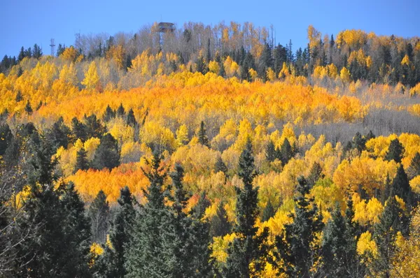 a view of a bunch of trees