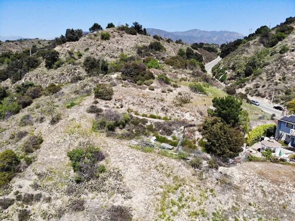 a close up of a plant in a garden