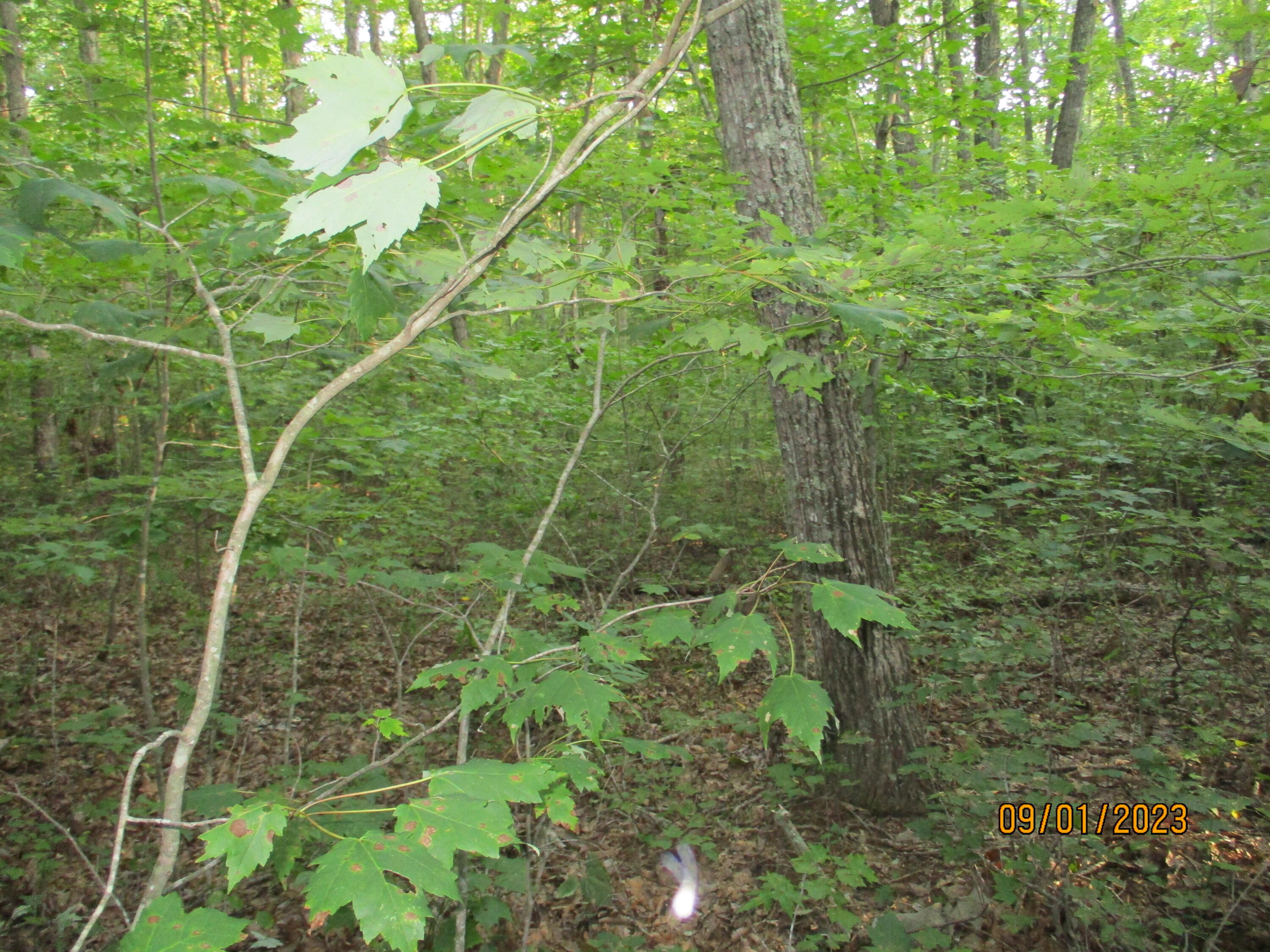 0 Jason Road, Unit 118 Pikeville, TN 37367 - Photo 7 of 25 IMG_1899