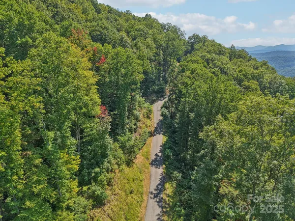 a view of a forest with a tree