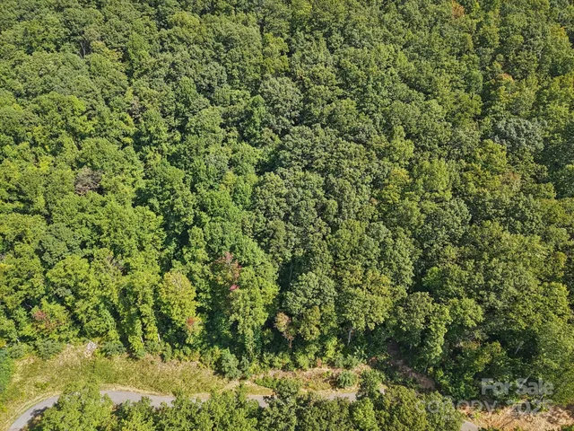 a view of a lush green forest