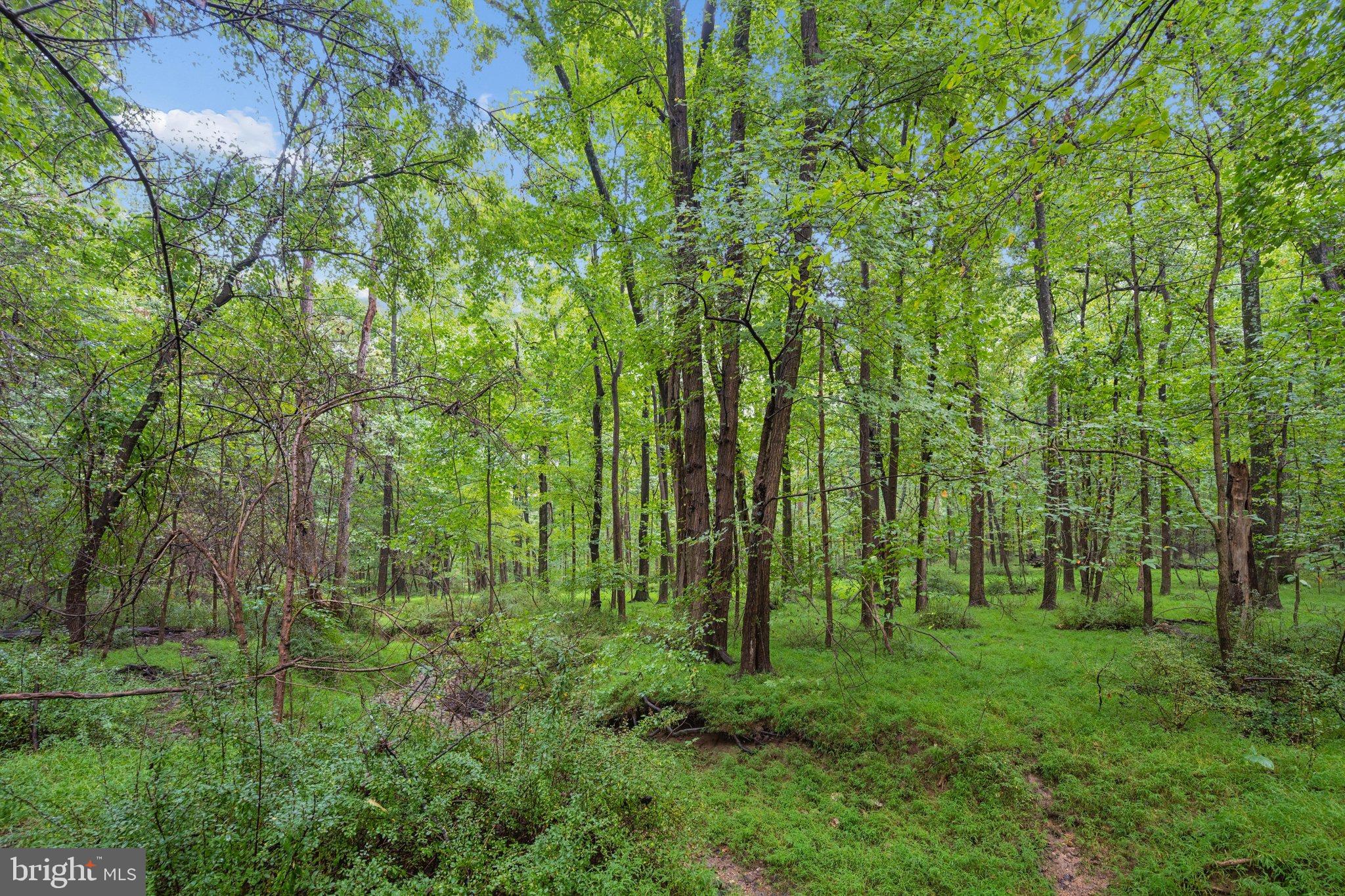 0 Bennett Road Mount Airy, MD 21771 - Photo 13 of 22 DSC_0698