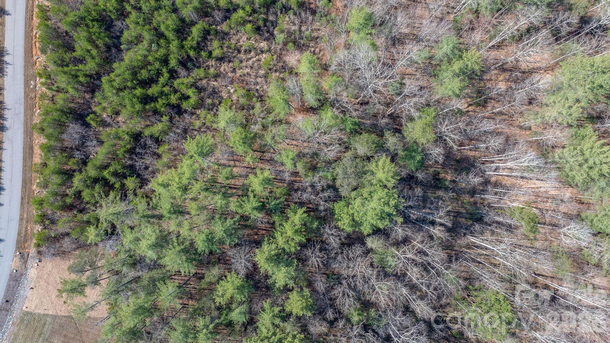 2084 Starlight Lane Morganton, NC 28655 - Photo 12 of 28 a view of a forest that has a forest