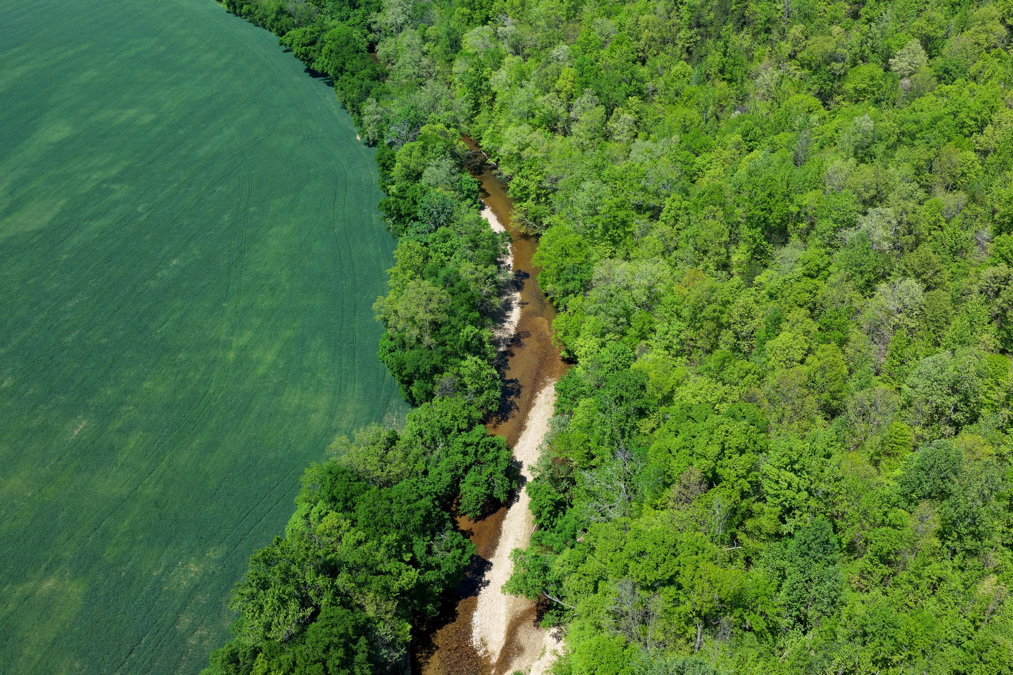 0 Phillips Chapel Road Waynesboro, TN 38485 - Photo 11 of 19 a close up of a lush green forest