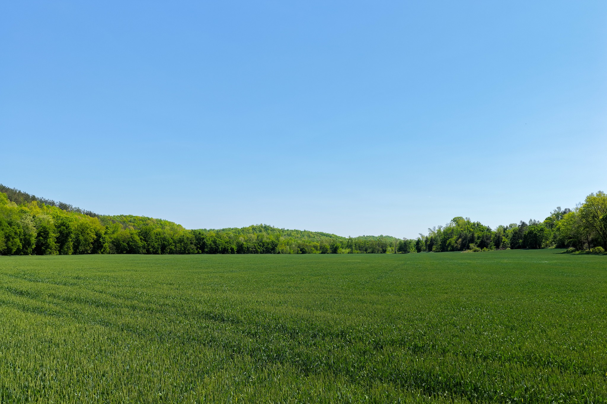 0 Phillips Chapel Road Waynesboro, TN 38485 - Photo 8 of 19 a view of a grassy field
