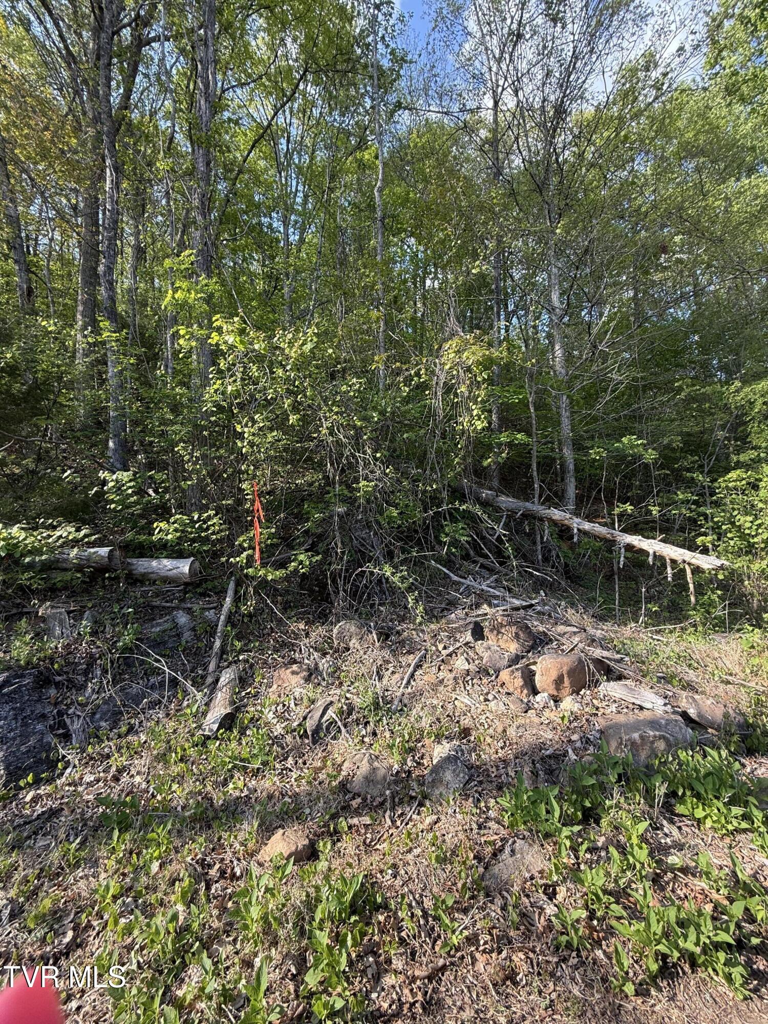 Tbd Bobs Hollow Road, Unit LOT 4 Elizabethton, TN 37643 - Photo 11 of 37 IMG_5223