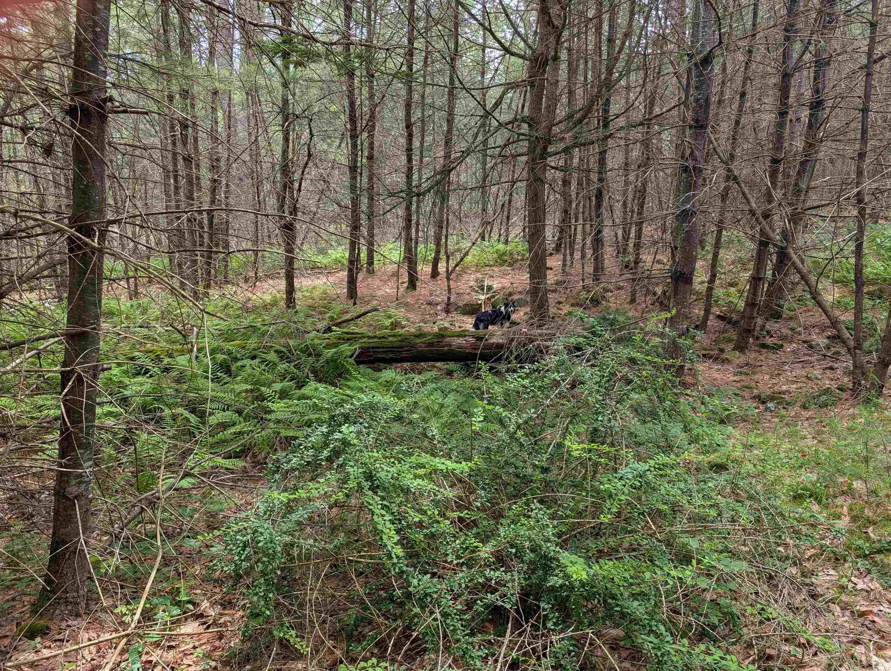 70 High Ridge Road Moultonborough, NH 03254 - Photo 30 of 37