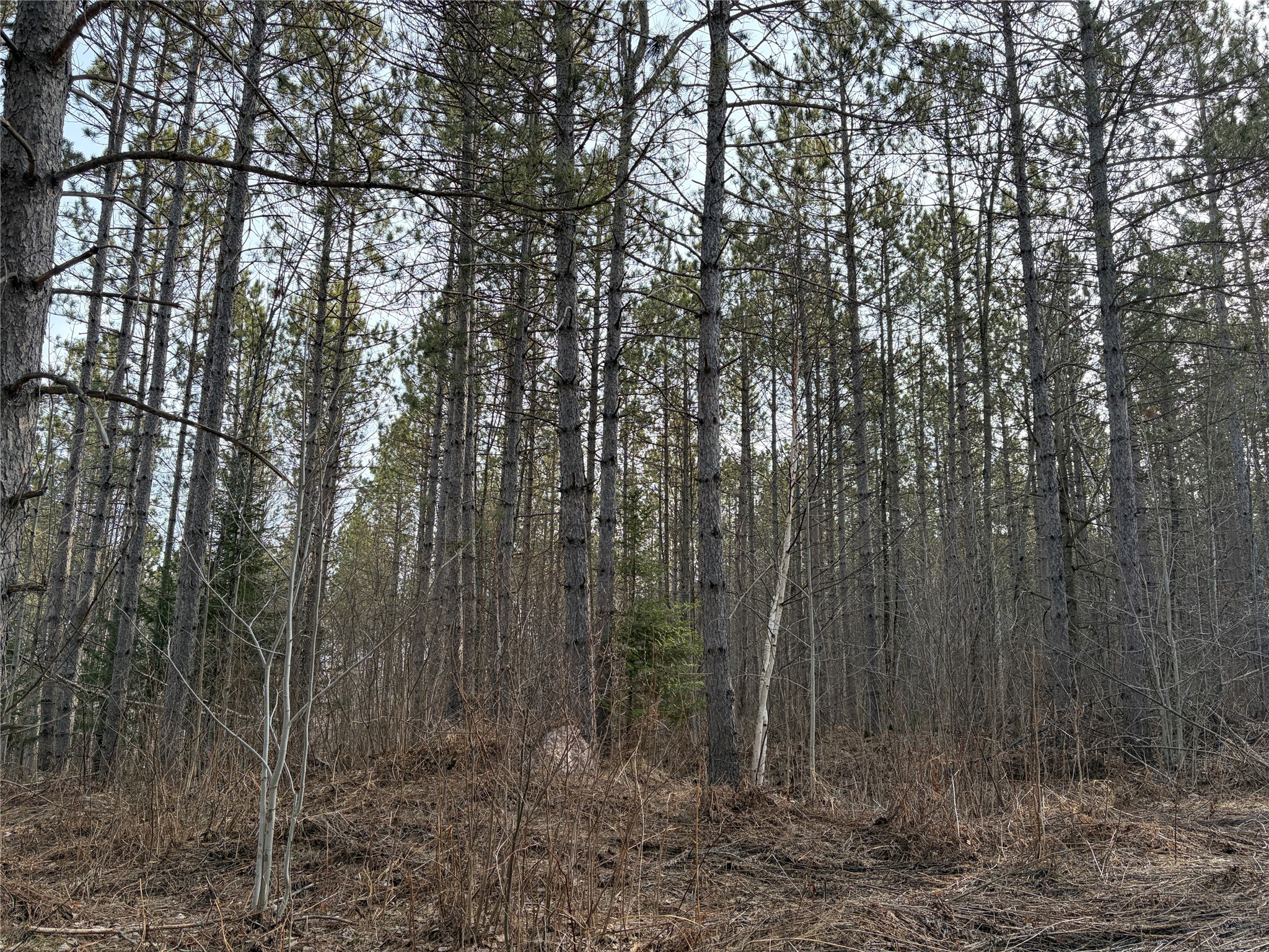 On West Barker Lake Road Winter, WI 54896 - Photo 6 of 7