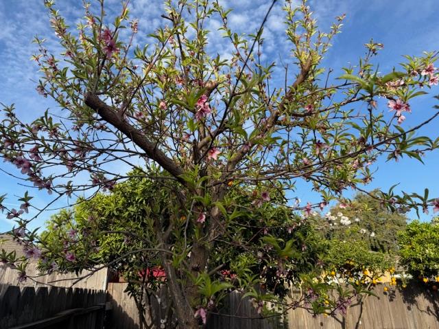 2313 San Rafael Avenue Modesto, CA 95355 - Photo 39 of 42