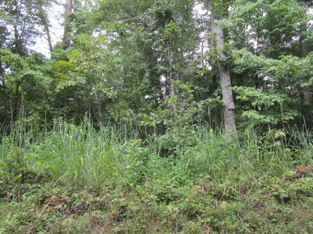 1970 Corbin Lake Road Rutledge, TN 37861 - Photo 12 of 17 IMG_1629