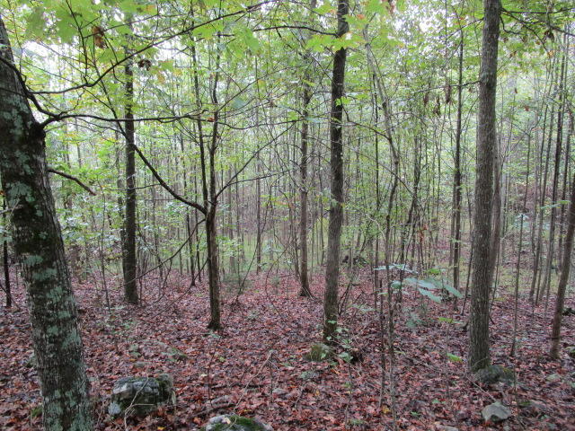 1970 Corbin Lake Road Rutledge, TN 37861 - Photo 15 of 17 IMG_1721
