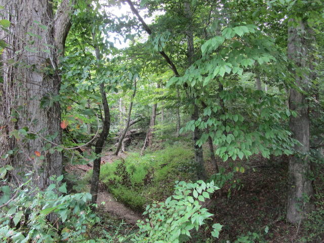 1970 Corbin Lake Road Rutledge, TN 37861 - Photo 5 of 17 IMG_1628
