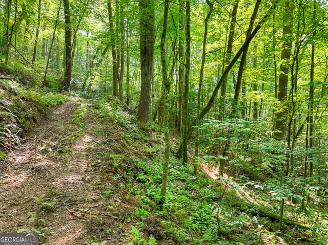a view of a lush green forest
