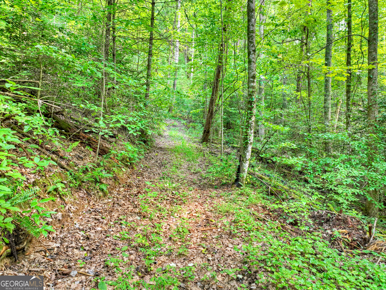 1362 Cherry Log Street Cherry Log, GA 30522 - Photo 41 of 55 a lush green forest with lots of trees