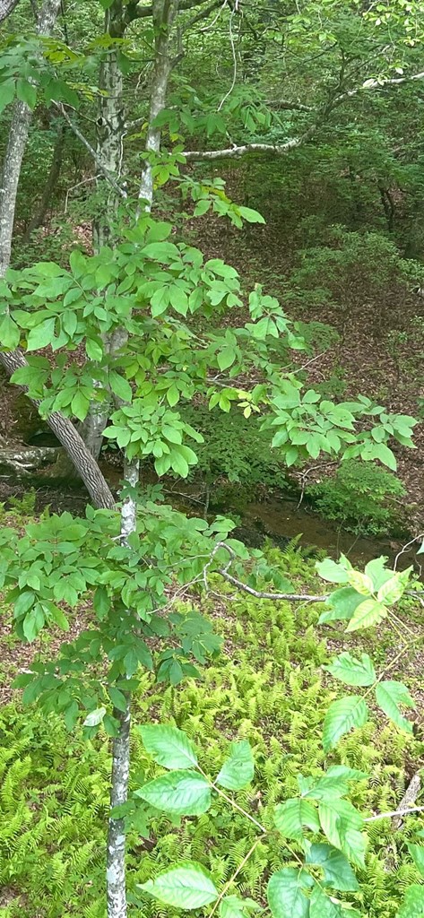384 Shadow Pnes Drive Murphy, NC 28906 - Photo 5 of 36