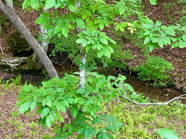 $299,900 | 384 Shadow Pnes Drive, Murphy, NC 28906