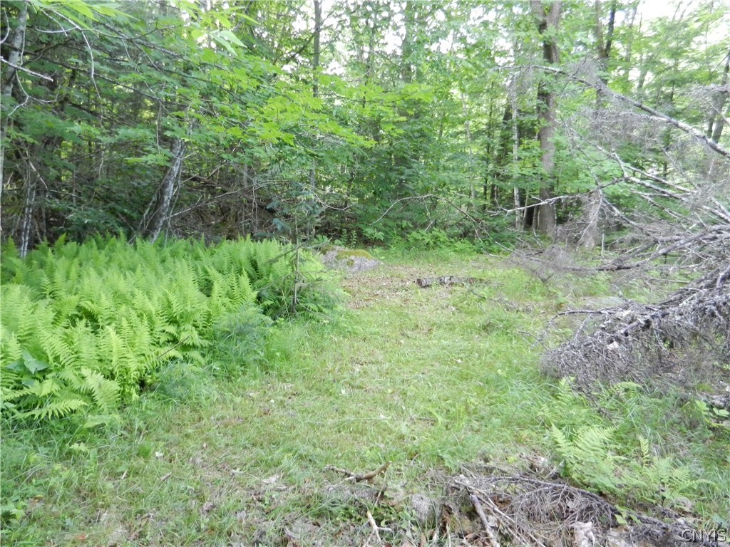 0 Bingham Mills Road Stratford, NY 13470 - Photo 8 of 12