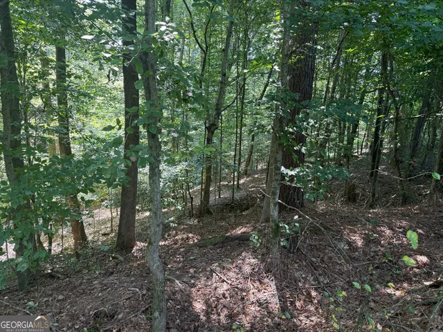 a view of a forest that has large trees
