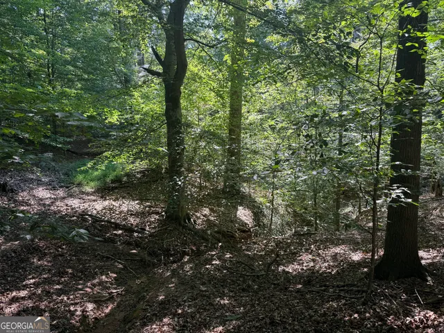 a view of a forest filled with trees