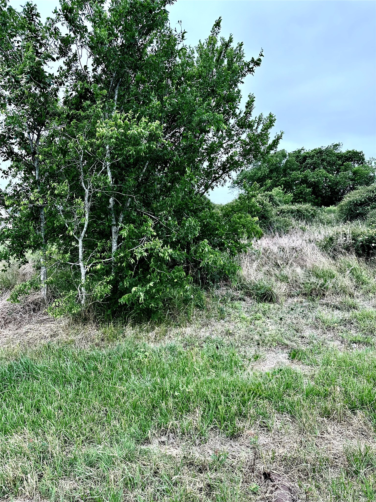 0 West County Road 465 Road Palacios, TX 77465 - Photo 5 of 6 a view of a lush green forest with large trees