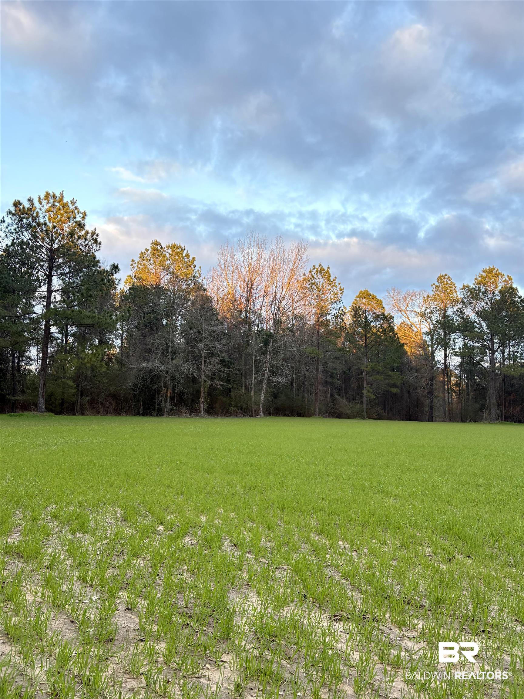 0 Ward Road Frisco City, AL 36445 - Photo 5 of 12 View of yard