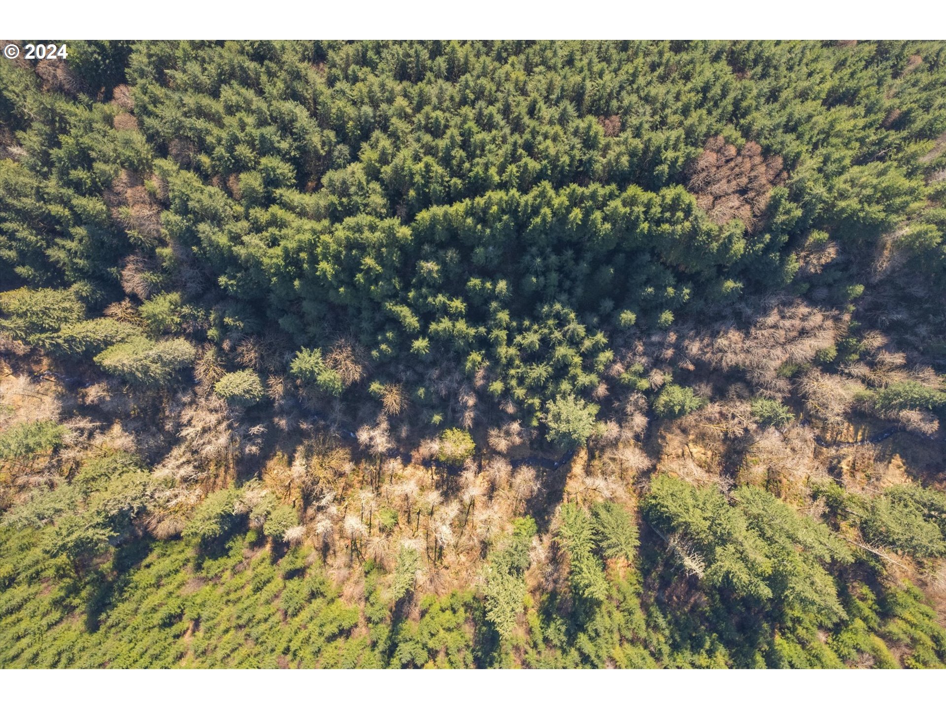 0 Northeast Cedar Mist Road Amboy, WA 98601 - Photo 17 of 17 a view of a tree