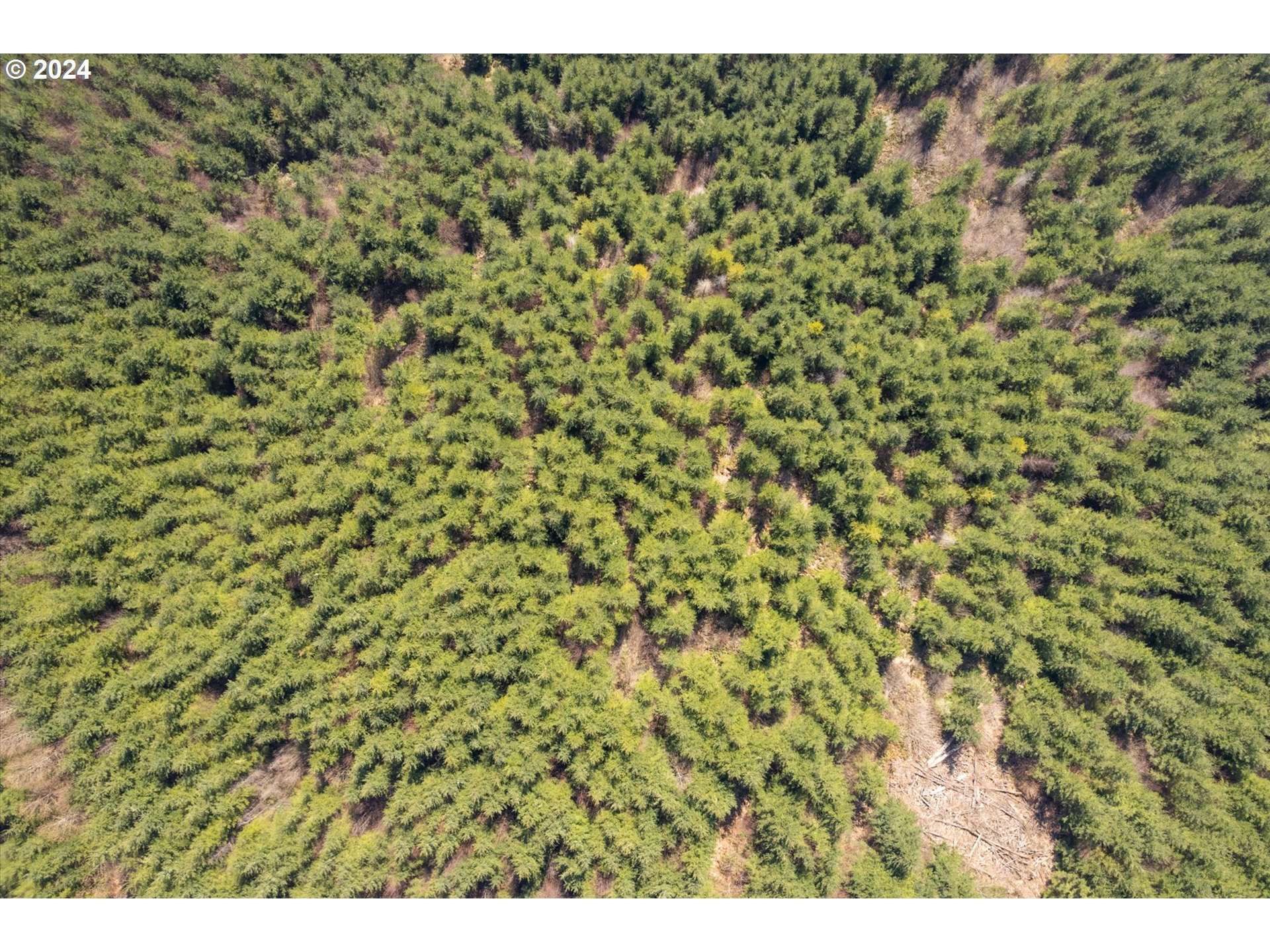 0 Northeast Cedar Mist Road Amboy, WA 98601 - Photo 9 of 17 a view of a yard