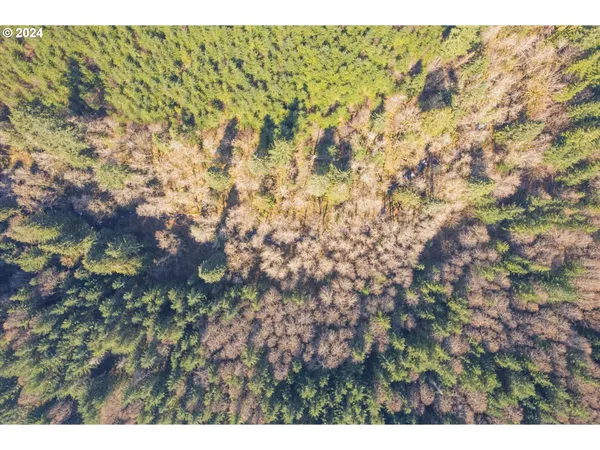 a picture of a tree