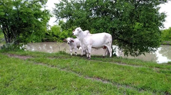 a front view of a house with backyard and sitting area
