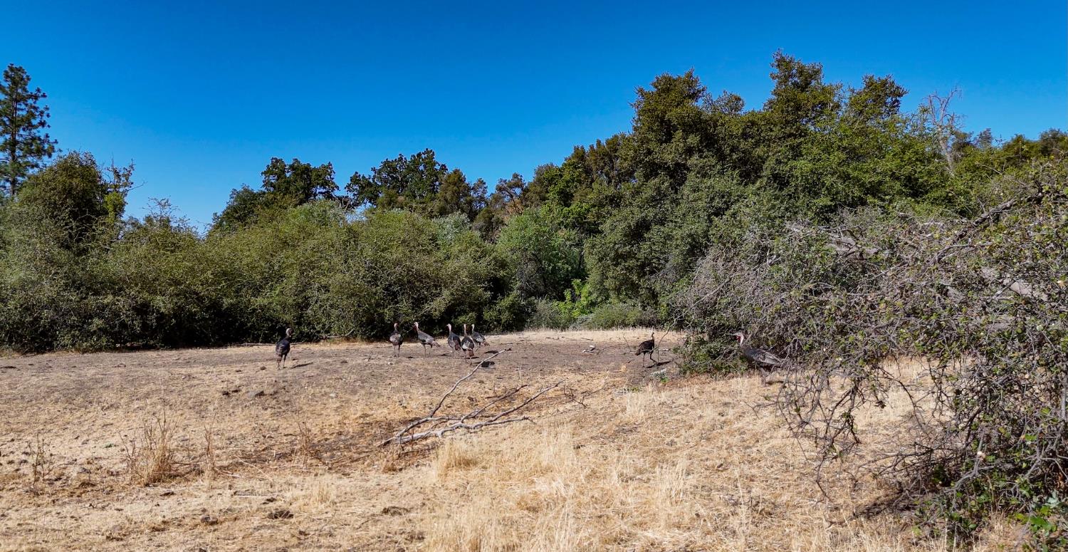 0 Whitaker Forest Road Miramonte, CA 93603 - Photo 56 of 78 a view of side of a snow on a field